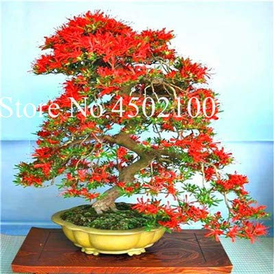Bloom Green Co. 100 Unids Exóticos Azalea Japonesa Bonsai, Azalea Rododendro Mixta, Azalea Flor Bonsai Ãrbol Diy Seedssplant Para Jardín De Su Casa: 16