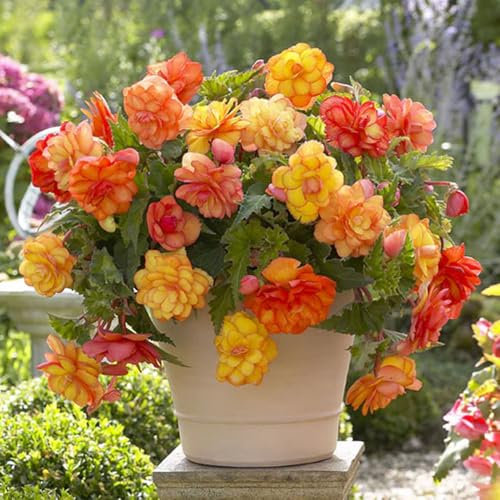 3 Begonia Golden Wave Bulbs – Vibrant Apricot-Orange Blooms for Your Garden – Summer Perennial – Perfect for UK Climate
