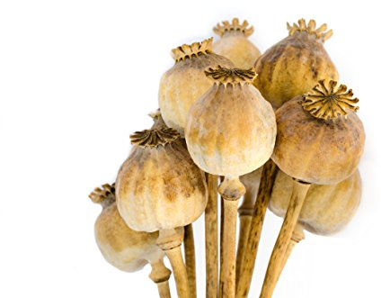 MyPoppies - Mohnkapseln, Poppy Pods | Klein & mit Stiel | Hell | Getrocknet | Bastelzubehör & Deko (6 Stück)