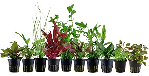 AquaOne Aquarium Pflanzen I 10x Wasserpflanzen I Aquarienpflanzen für Aquarien bis 80 Liter I Ludwigia Alternanthera Hygrophila Bacopa I Set mit 10 Topfpflanzen