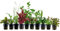 AquaOne Aquarium Pflanzen I 10x Wasserpflanzen I Aquarienpflanzen für Aquarien bis 80 Liter I Ludwigia Alternanthera Hygrophila Bacopa I Set mit 10 Topfpflanzen