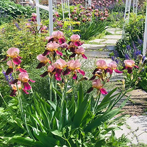 3 gigli di spada gladioli iris tuberi bulbi rossi resistenti perenni iris pascolo giardinaggio urbano amico decorazione vegetale fiori selvatici piante in vaso fioriture