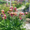 3 gigli di spada gladioli iris tuberi bulbi rossi resistenti perenni iris pascolo giardinaggio urbano amico decorazione vegetale fiori selvatici piante in vaso fioriture