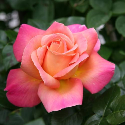 Carbeth Plants Pink Rose Bush Chicago Peace - 1 Rose Plant in 3L Pot - Potted Roses Plants Outdoor Garden Ready to Plant Flowers - Ideal Flowers for Garden Growing in Bed, Borders and Patio Pots