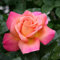 Carbeth Plants Pink Rose Bush Chicago Peace - 1 Rose Plant in 3L Pot - Potted Roses Plants Outdoor Garden Ready to Plant Flowers - Ideal Flowers for Garden Growing in Bed, Borders and Patio Pots