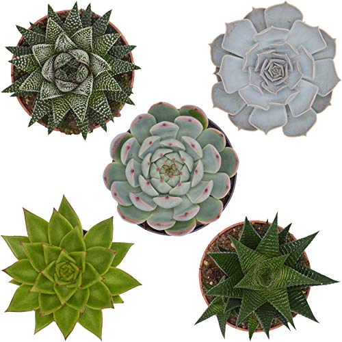 Pasiora Sukkulenten Mix im 10,5cm Topf, verschiedene mittelgroße Pflanzen, Geschenkset (5 Stück) Bunte Mischung