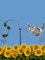 POMMERNTRAUM ® | Windspiel Gartenpendel Mobile Gartenstecker Gartendekoration Bunte Vögel Vögelfamilie mit Nest