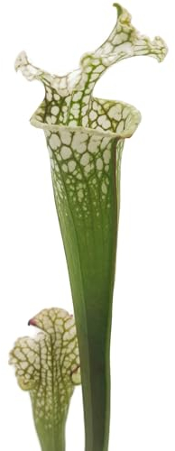 Fangblatt - Sarracenia Leucophylla 'Snow' – elegante fleischfressende Pflanze – exotische Schlauchpflanze ca. 25 cm hoch