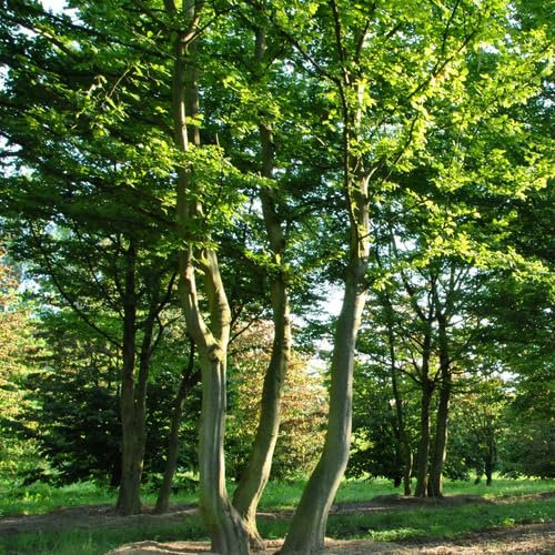 New Fresh 10pcs Green Hornbeam Tree Seeds