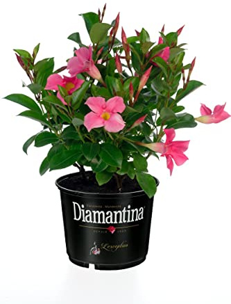 Planta Trepadora Natural Dipladenia o Mandevilla Hybrida - Flores Rosas Llamativas