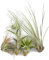 Fangblatt - Tillandsien Mix Set - 5 Stück Luftpflanzen verschiedener Arten - komplettes Set der Bromeliengewächse