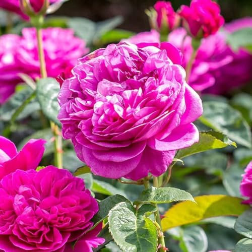 David Austin 'James L Austin' Deep Pink English Shrub Rose 6Ltr Pot