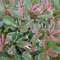 Photinia x Fraseri 'Pink Marble' Fotinia Variegata Pianta da Siepe h.20/40 cm Vivaio di Castelletto