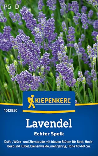 Kiepenkerl Lavendelsamen Echter Speik 1012850 - Bienenweide - Mehrjährig - Höhe 40-60 cm - Inhalt für 100 Pflanzen - Kräutersamen, Saatgut, Samen Kräuter
