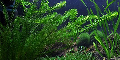 Egeria densa/Elodea densa - 3 bouquets - plante vivante pour aquarium