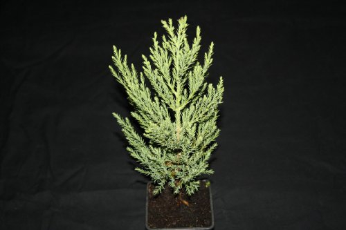 Riesenmammutbaum 20-30cm.