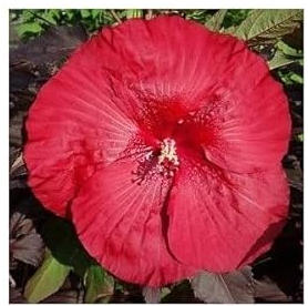 XXL Hibiscus Carousel Geant Red – Riesenhibiskus Staudenhibiskus mit Riesigen Roten Blüten, Winterhart, Mehrjährig, Blickfang für Garten & Terrasse, Pflegeleicht