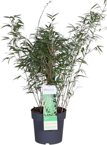 Bambou Fargesia Rufa - ↨80cm - Ø23 - plante d'extérieur