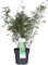 Bambou Fargesia Rufa - ↨80cm - Ø23 - plante d'extérieur