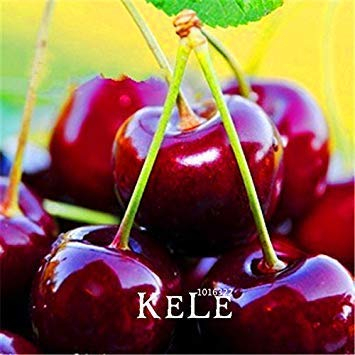 Vistaric Time-LimitDirect USA Kirschen Kirschbaum Samen Samen Zwerg Kirschbaum Obst Samen South Sementes da Fruta, 5 Stück/Menge, J5YRQN