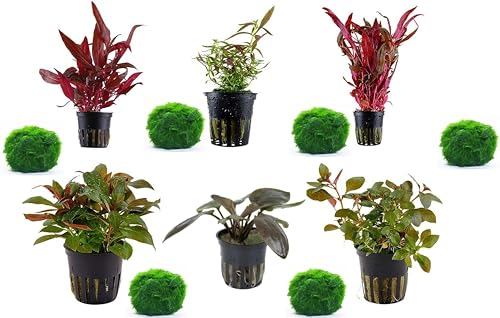 SAHAWA Pflanzen- Set 6 schöne rote Topf Pflanzen Aquariumpflanzenset Nr.10 Wasserpflanzen mit 6 Mooskugeln 1-2 cm