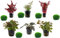 SAHAWA Pflanzen- Set 6 schöne rote Topf Pflanzen Aquariumpflanzenset Nr.10 Wasserpflanzen mit 6 Mooskugeln 1-2 cm
