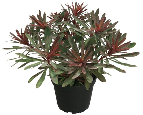 Wolfsmilch 'Miner's Merlot' grün-dunkelviolett, Topf-Ø 12 cm, 3er-Set