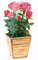 Edition Colibri [Rote Rosenblumentopf 3D Pop Up Karte mit einem Topf Rosen, die nie verwelken, ideal als Geburtstagskarte oder Valentinstagskarte