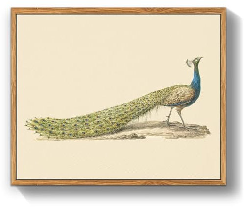 MHARTK66 Vintage Vogel Leinwand Bilder mit Rahmen Holz, 30x40 cm Wandbilder Wohnzimmer Blauer Pfau Bild Aesthetic, Tier Illustration Wanddeko Schlafzimmer Badezimmer Büro Zimmer