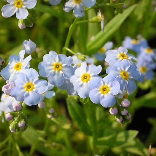 Blumixx Stauden Myosotis palustris - Sumpf-Vergissmeinnicht, im 0,5 Liter Topf, hellblau blühend