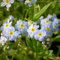 Blumixx Stauden Myosotis palustris - Sumpf-Vergissmeinnicht, im 0,5 Liter Topf, hellblau blühend