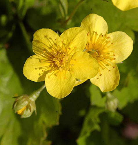 10x Dreiblättrige Waldsteinie - Waldsteinia ternata
