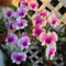 500 pcs dendrobium nobile orchideen samen - biosaatgut kübelpflanzen winterhart blüten kräuterbeet pflanzen garten winterhart mehrjährig pflanzensamen exotisch blumensamen mehrjährig
