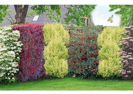 BALDUR Garten Vogelschutz-Hecke 'Bird-Lover',14 Pflanzen, Nistplätze für Vögel, dekorativer Sichtschutz, winterharte, mehrjährige Heckenpflanze, strukturgebend, blickdicht, pflegeleicht