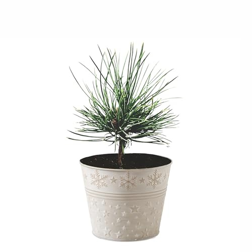 Seedeo Geschenk-Edition Baum im Sternentopf – 2-jährige Jungpflanze (Zirbe (Pinus cembra))