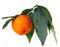 Pianta di Arancio Amaro in Fitocella