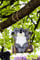 Garden Mile® Swinging Koala Bear Animal Resin Garden Statues Outdoor Indoor Tree Hanging Garden Ornaments Home Decorations Novelty Gift Idea for Garden Lawn Patio Porch Weatherproof (23 x 20 x 10cm)
