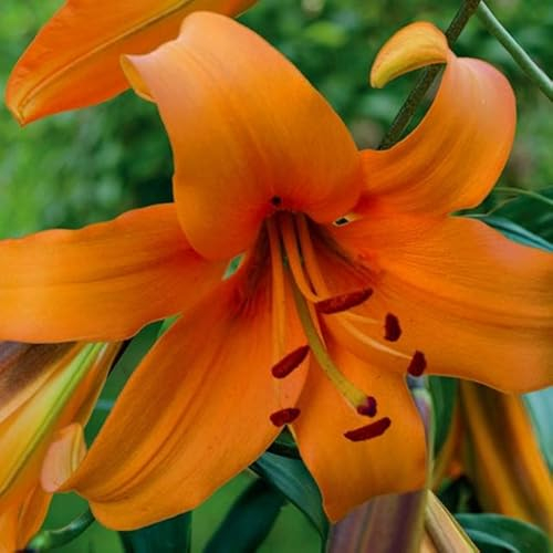 Lilienzwiebeln Baumlilie Riesenlilien Lilium Zwiebeln Onion Knollen Winterhart Frische mehrjährig duftenden Prachtblüten (Orange Space)