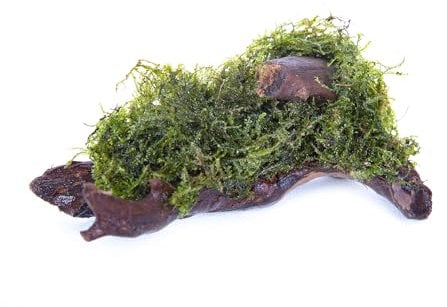 Lincolnshire Pond Plants Ltd - Bogwood, Rocks and PadsTropical Live Aquarium Plants (Java Moss Growing on Bogwood)