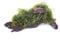 Lincolnshire Pond Plants Ltd - Bogwood, Rocks and PadsTropical Live Aquarium Plants (Java Moss Growing on Bogwood)