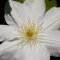 Clematis Großblütige Jan Paweł II 1L - Pflanze für Anfänger und professionelle Gärtner - Ideal für Kleingarten, Garten - Schöne Pflanze mit ungewöhnlichen Blüten - Genießen Sie jeden Tag ihre Farben