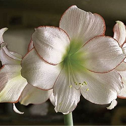 Amaryllis-Zwiebeln, GanzjäHrig BlüHende, Winterharte Stauden Und Winterharte Pflanzen FüR üPpige GäRten Und Balkone. Bezaubernde Zierblumen Aus Hydrokultur.-2zwiebeln-e