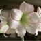 Amaryllis-Zwiebeln, GanzjäHrig BlüHende, Winterharte Stauden Und Winterharte Pflanzen FüR üPpige GäRten Und Balkone. Bezaubernde Zierblumen Aus Hydrokultur.-2zwiebeln-e