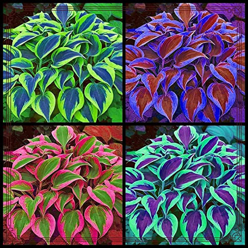 Hosta Bulbs for Planting Now UK Mix Golden Jade Carving Feels Perfect UK Now Simple Planting Perennial Strong Plants That Grow Well