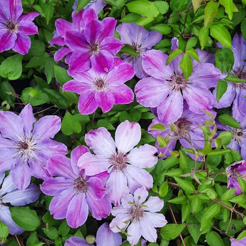 Clematis Baltyk 2L - Große lineare violette Blüten