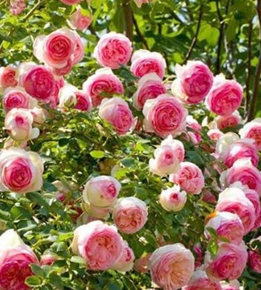 Generico Rose Pierre de Ronsard 1 vaso 19cm scegliere il colore. FORTE RESISTENTE, rosetto perfetto MADE IN ITALY, curate e senza pidocchi, TERRE DI ROMAGNA, dove le piante sono piu belle!! (ROSA)