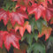 Pianta di Vite Americana Parthenocissus Tricuspidata Veitch Boskoop h cm 65 su vaso alto quadro da cm 11
