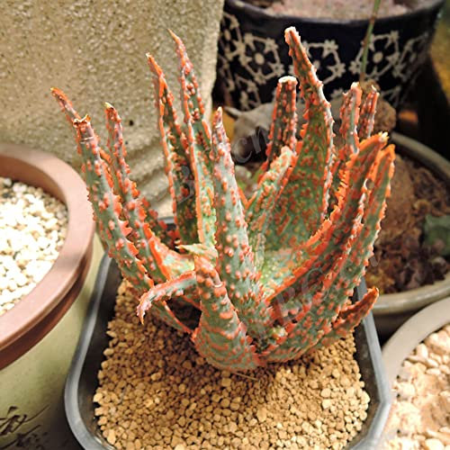 200 aloe vera samen pflanzen züchten bodendecker winterhart mehrjährig balkonpflanzen winterhart zimmerpflanzen hängepflanzen sträucher