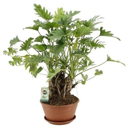 Baumfreund - Philodendron Xanadu - Zimmerpflanze - Ø22cm - 50cm