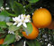 1 PIANTA DI ARANCIO DOLCE (CITRUS SINENSIS) IN VASO 20CM agrumi orto giardino